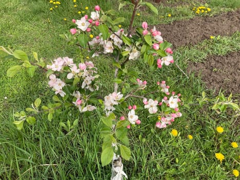 Spring flowers bloomed in a the garden