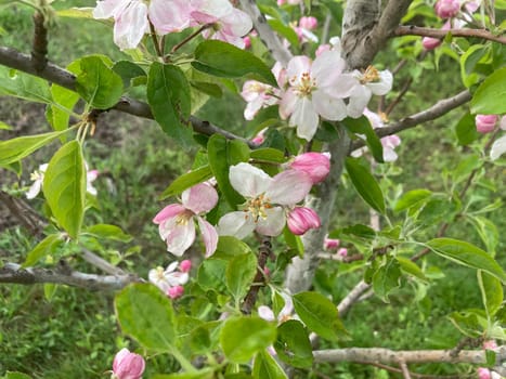 Spring flowers bloomed in a the garden