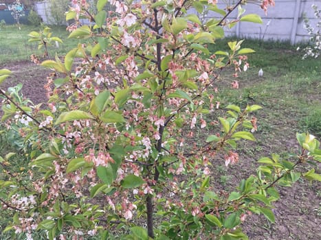 Spring flowers bloomed in a the garden