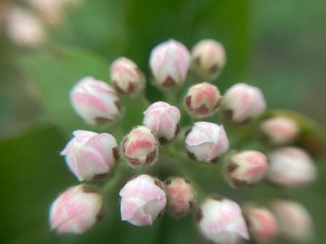 Spring flowers bloomed in a the garden