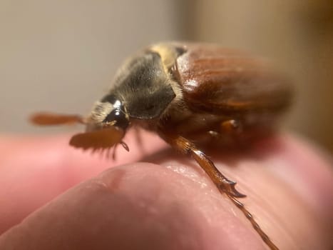 Spring beetle Khrushchev flew into a the house