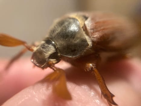 Spring beetle Khrushchev flew into a the house