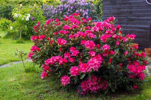 Blooming pink rhododendron flowers in a garden