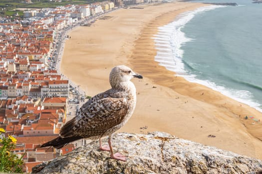 Yellow-legged gull observing the ocean in aerial view of the town of Nazaré in Algarve, Portugal