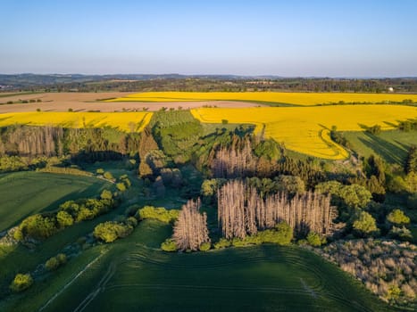 Drone flies over countryside with green wheat field. Hilly area with forest. Warm sunny spring day. Aerial view landscape. Beautiful rural landscape. Czech Republic