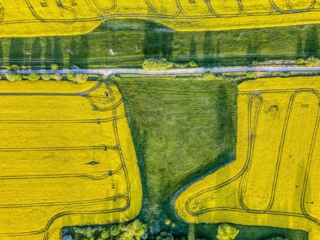 Top bird eye view of country road and yellow rapeseed field. Warm sunny spring day. Blooming canola field. Aerial view landscape. Beautiful yellow colored landscape with blue sky. Czech Republic