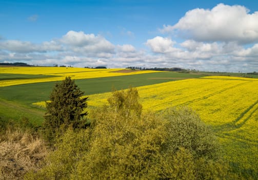 Top bird eye view of country road and yellow rapeseed field. Warm sunny spring day. Blooming canola field. Aerial view landscape. Beautiful yellow colored landscape with blue sky. Czech Republic