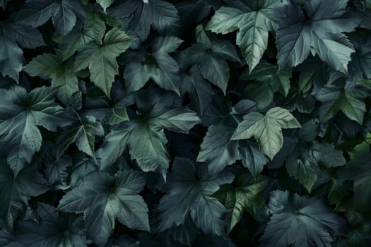 Lush green leaves of a plant sway gracefully in the golden sunlight, exuding a sense of vitality and beauty.
