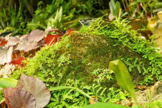 Moss and ferns growing in the rock indicate the fertility of the forest.