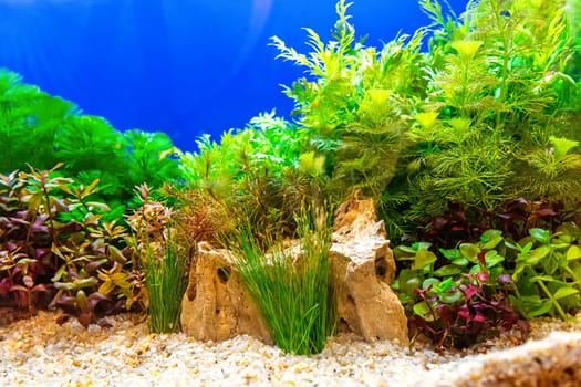 Underwater landscape nature forest style aquarium tank with a variety of aquatic plants, stones and herb decorations.