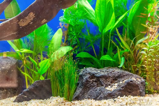 Underwater landscape nature forest style aquarium tank with a variety of aquatic plants, stones and herb decorations.