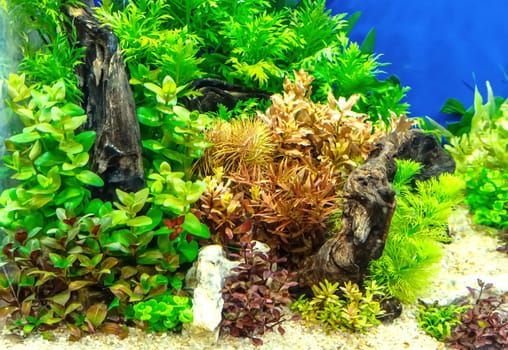 Underwater landscape nature forest style aquarium tank with a variety of aquatic plants, stones and herb decorations.