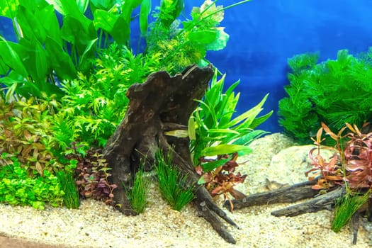 Underwater landscape nature forest style aquarium tank with a variety of aquatic plants, stones and herb decorations.