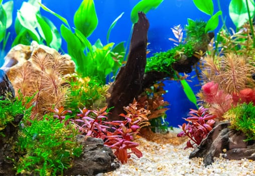 Underwater landscape nature forest style aquarium tank with a variety of aquatic plants, stones and herb decorations.
