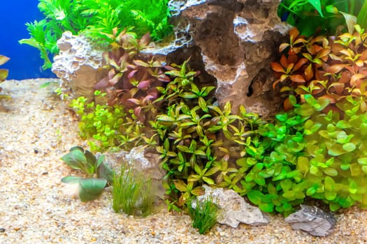 Underwater landscape nature forest style aquarium tank with a variety of aquatic plants, stones and herb decorations.