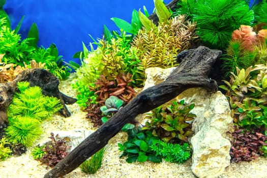 Underwater landscape nature forest style aquarium tank with a variety of aquatic plants, stones and herb decorations.