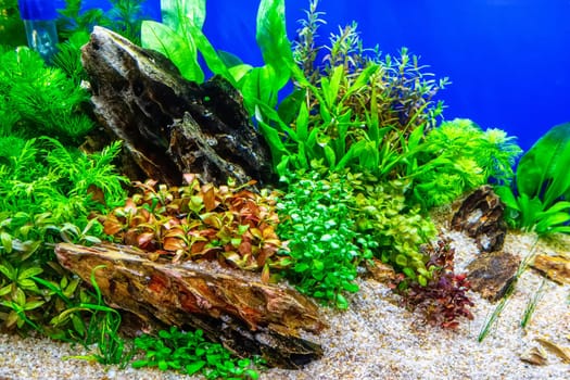 Underwater landscape nature forest style aquarium tank with a variety of aquatic plants, stones and herb decorations.