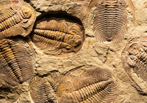 Fossil of Trilobite - Acadoparadoxides briareus - ancient fossilized arthropod on rock - paleontology background