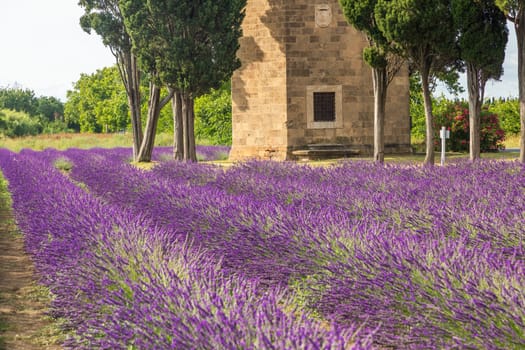 Lavender lines in Italy. Tuscany coutryside scenery landscape at sunset with sky and clouds