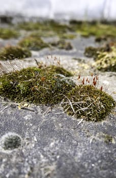 Detail of wild vegetation in nature, humidity