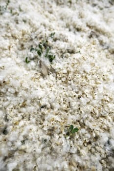Detail of tree fluff on a spring day
