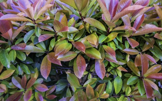 Detail of green background of decorative bushes in the city