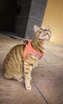 Detail of domestic cat walking down the street, pet