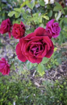 Detail of wild aromatic flower, natural beauty, romantic