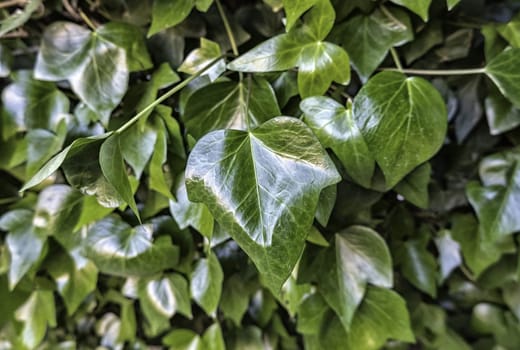 Background detail with live leaves of a climbing plant