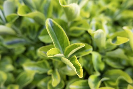 Detail of green background of decorative bushes in the city