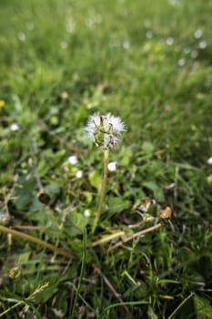 Detail of wild flower in nature, life and freedom