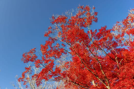 red autumn leaves on a tree with a clear blue sky in Japan