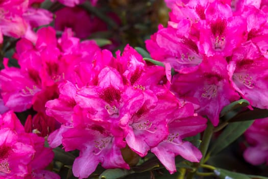 Blooming pink rhododendron flowers in a garden
