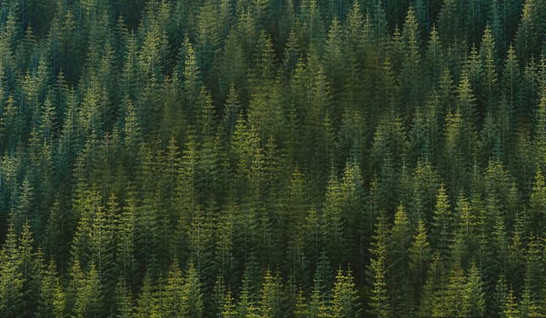 A photo of a green forest with a bird's-eye view from above .Texture or background