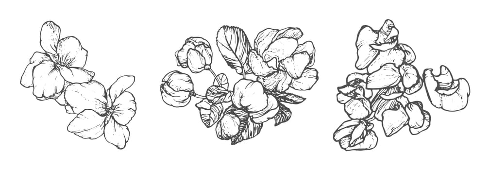 Spring flowers drawing with line-art on white