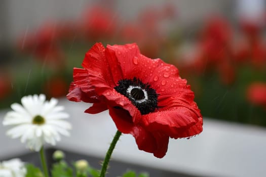A vibrant red poppy, adorned with dewdrops, takes center stage against a soft-focus floral backdrop.