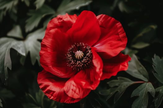 A vivid red poppy stands out in a tranquil garden, symbolizing remembrance and respect.