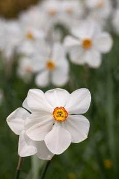 narcissus flowers on a sunny day