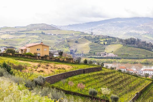 View of the Douro valley with the vineyards of the terraced fields and houses. Photographed in spring, Portugal