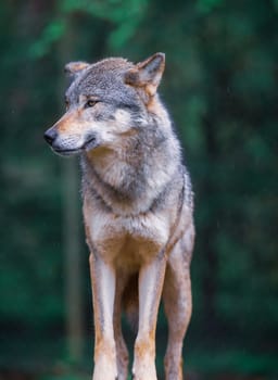Vertical portrait of a Gray wolf - Canis Lupus - also known as timber wolf, in the forest