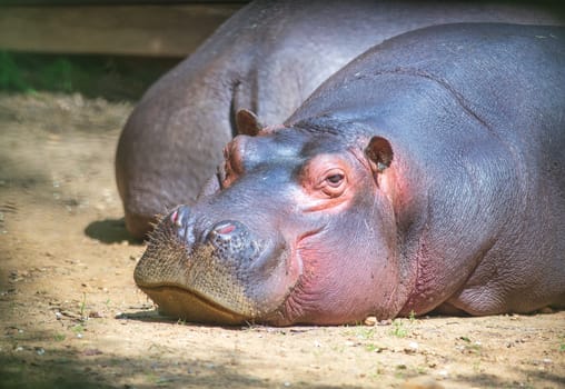 Large hippo looking, laying and resting in a zoo