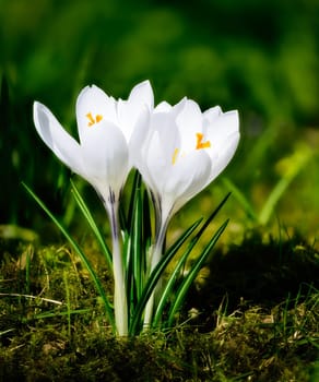 Macro of white crocus flowers in the garden