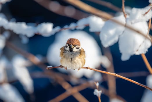Closeup of a sparrow sitting on a snow covered bush