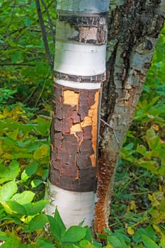Eroding Birch Bark in the Sun in Paint Lake Provincial Park in Manitoba