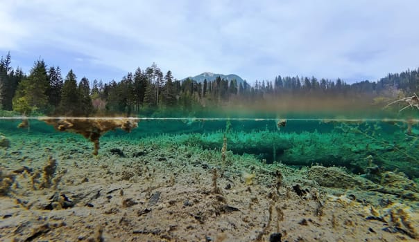 Underwater and overwater shot of a bog lake with turquoise water and creepy rotten tree trunks