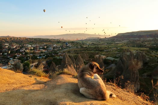 Dog hanging out at the Göreme View point in the early morning in front of the landscape around Cavusin, where dozens of hot air balloons are about to land, Cappadocia, Turkey 2022