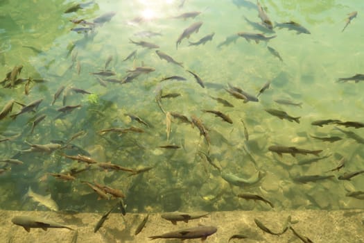 A lot of carps, fishes swimming in the Balikligöl Pool, Pool of Abraham next to Halil Ul Rahman Camii Mosque, Sanliurfa, Turkey 2022