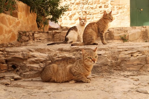 Three cats relaxing in the shade of a small alleyway in the old town of Mardin, Turkey 2022