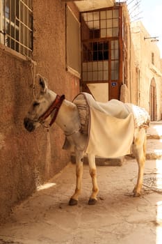 White donkey, mule resting in the shade of a small alley way in Mardin, Turkey 2022