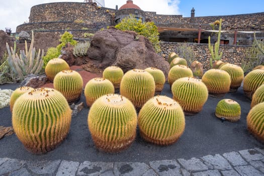 Close-up of many Echinocactus grusonii cactus plants in the cactus garden Jardin de Cactus in Guatiza, Lanzarote, Canary Islands, Spain